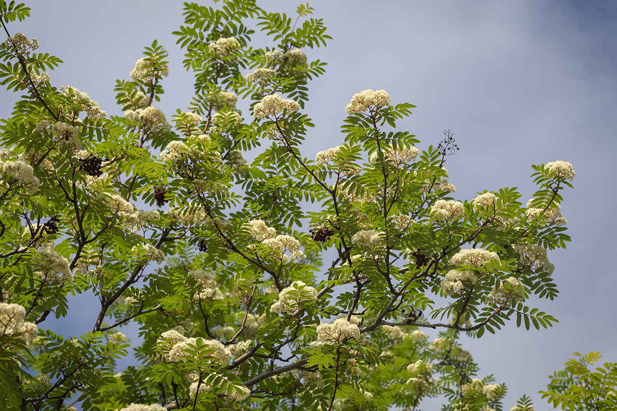 Изображение особи Sorbus aucuparia ssp. glabrata.