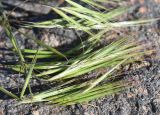 семейство Poaceae