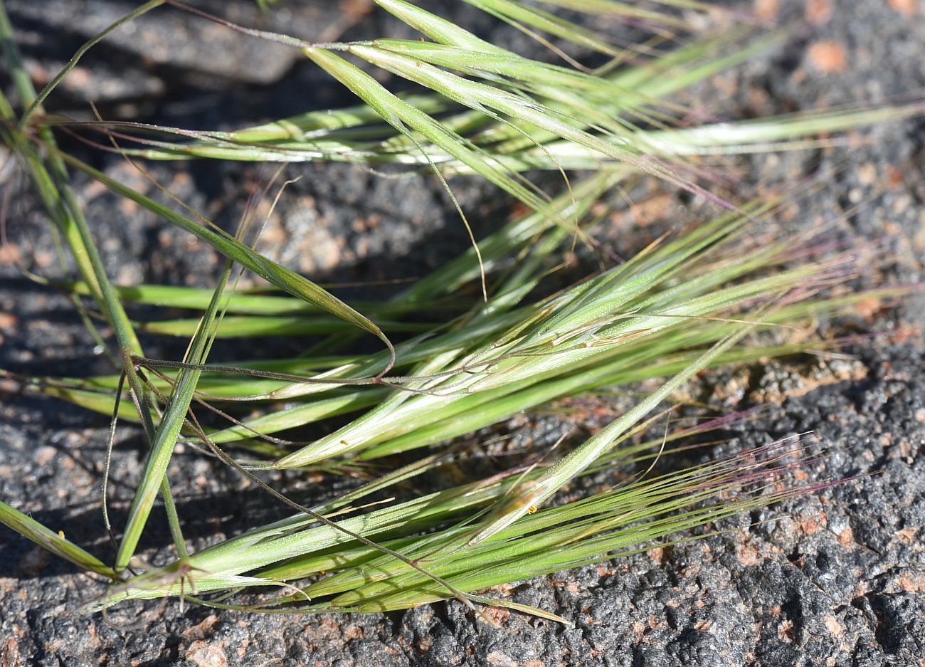 Изображение особи семейство Poaceae.