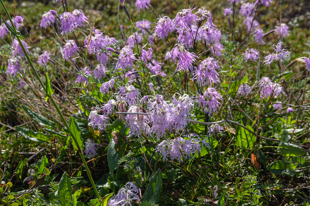Image of Dianthus superbus specimen.