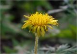 Taraxacum officinale. Соцветие. Московская обл., Раменский р-н, окр. дер. Хрипань, садовый участок. 04.05.2025.