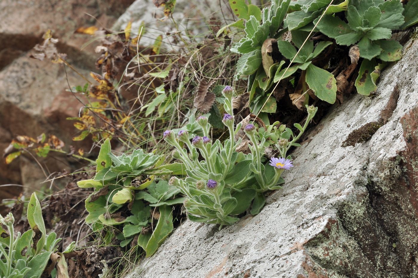 Image of Aster spathulifolius specimen.