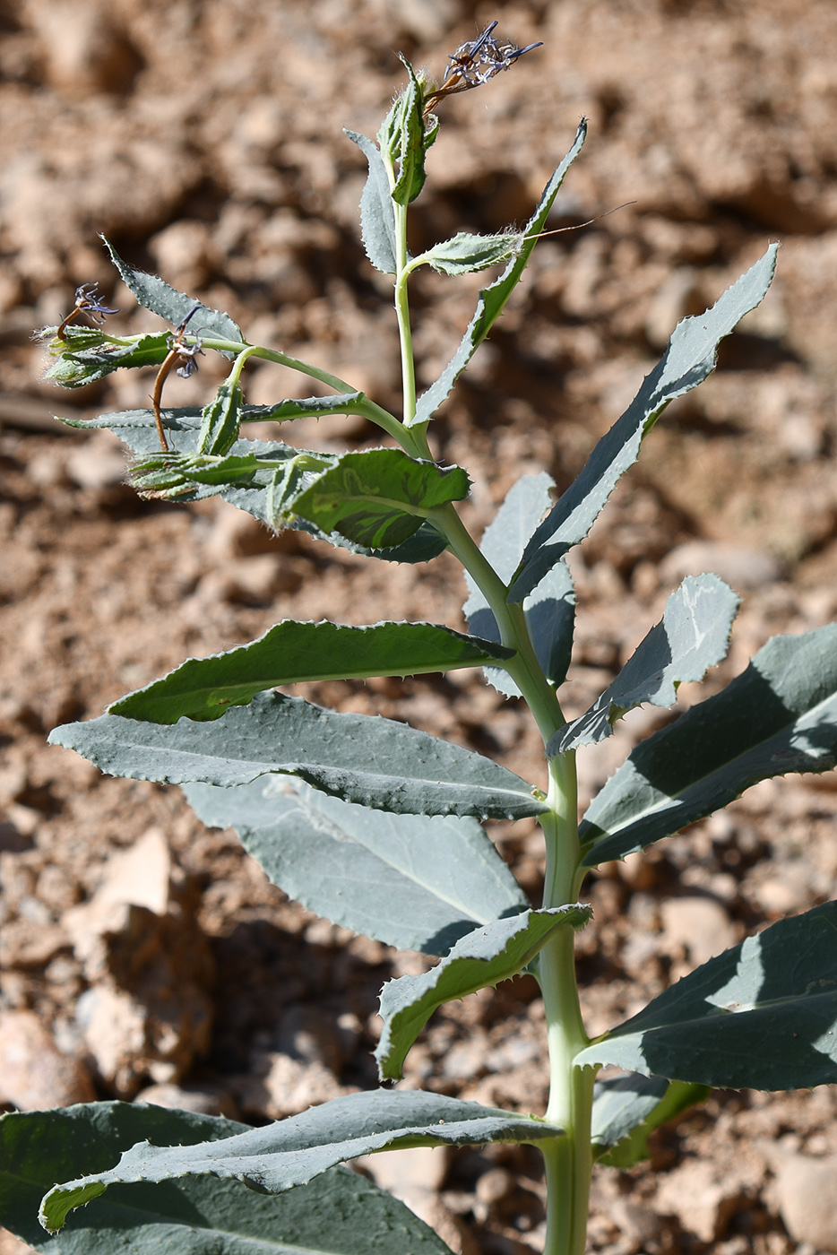 Image of Caccinia macranthera specimen.