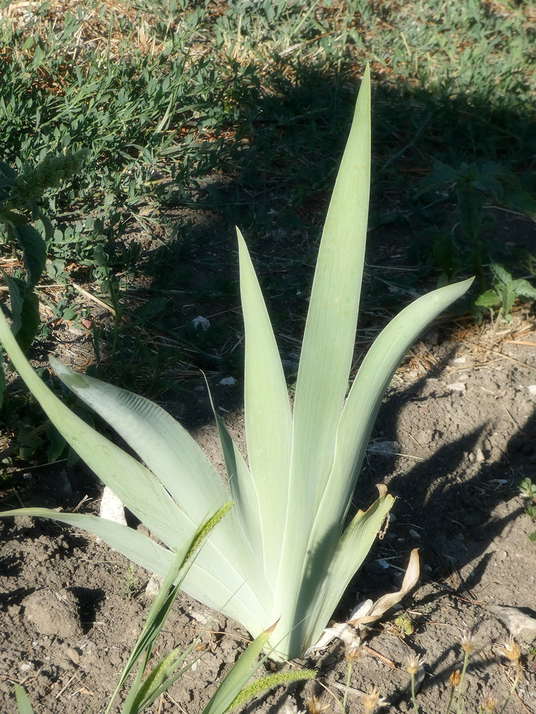 Изображение особи Iris × hybrida.