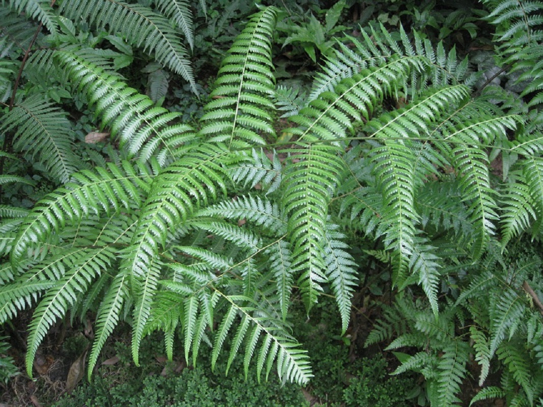 Изображение особи Cibotium barometz.