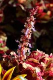Coleus scutellarioides