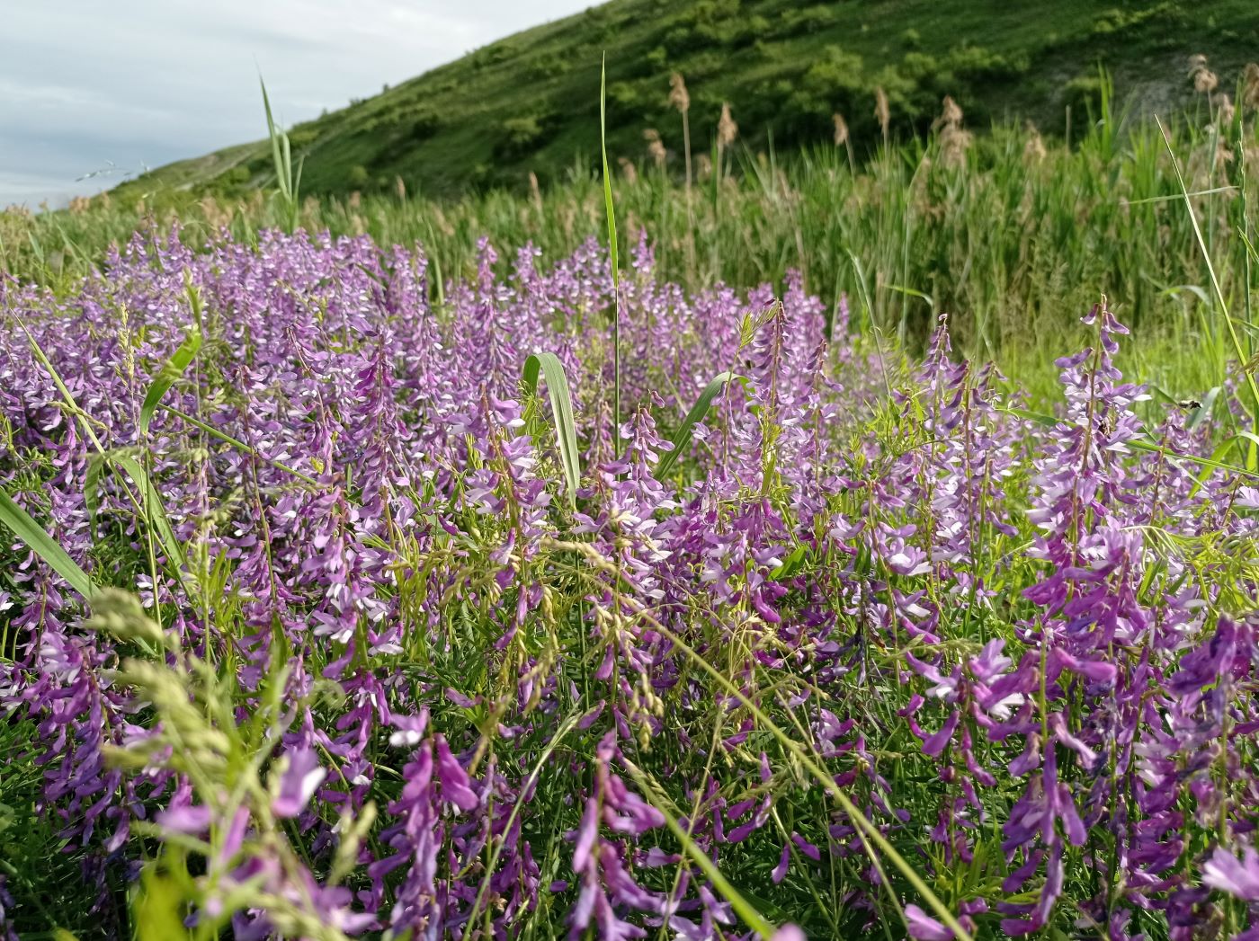 Image of Vicia cracca specimen.