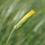 Scorzonera stricta. Верхушка растения с раскрывающимся соцветием-корзинкой. Ульяновская обл., Мелекесский р-н, окр. пос. Вишенка, дол. р. Бирля (высокий правый берег), ковыльно-разнотравная степь. 31.05.2024.