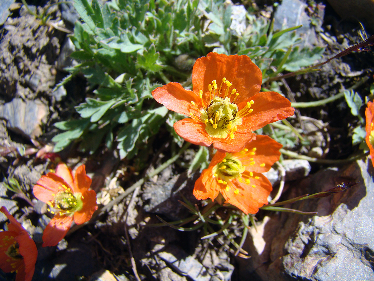 Изображение особи Papaver involucratum.