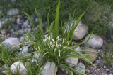 род Ornithogalum. Растения с развивающимися цветками. Турция, ил Хаккари, Кырыкдаг Яйла, 550 м от базового лагеря в сторону озера, выс. ок. 2580 м н.у.м., берег реки. 24 мая 2025 г.