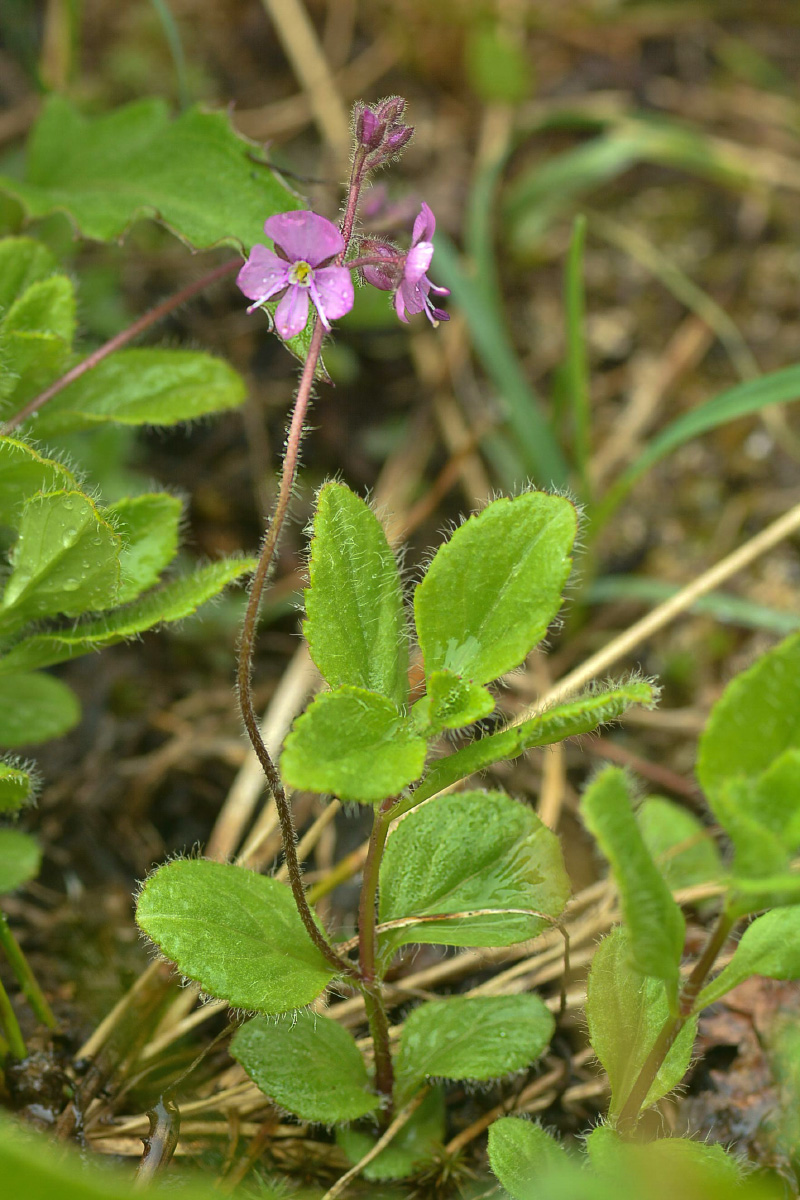 Image of Veronica grandiflora specimen.