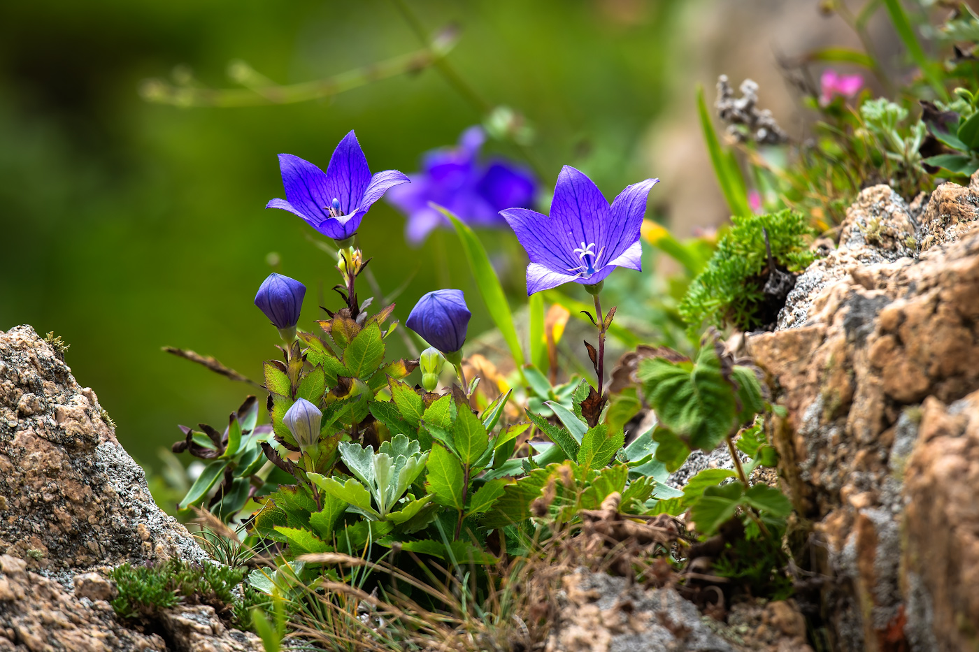 Изображение особи Platycodon grandiflorus.