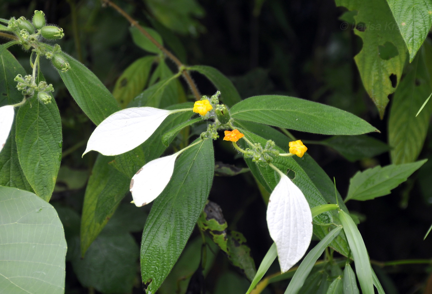 Изображение особи род Mussaenda.