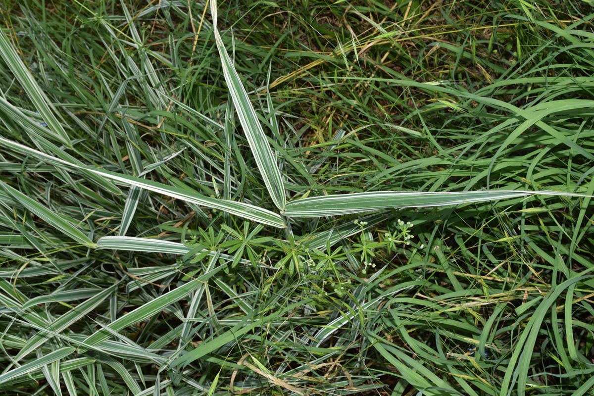 Изображение особи семейство Poaceae.