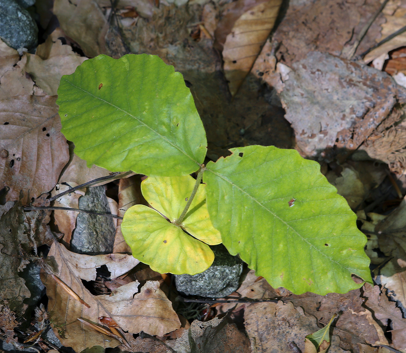 Image of Fagus orientalis specimen.