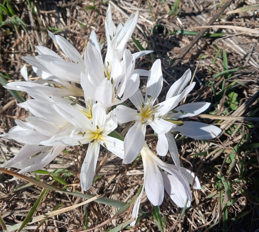 Image of Merendera trigyna specimen.