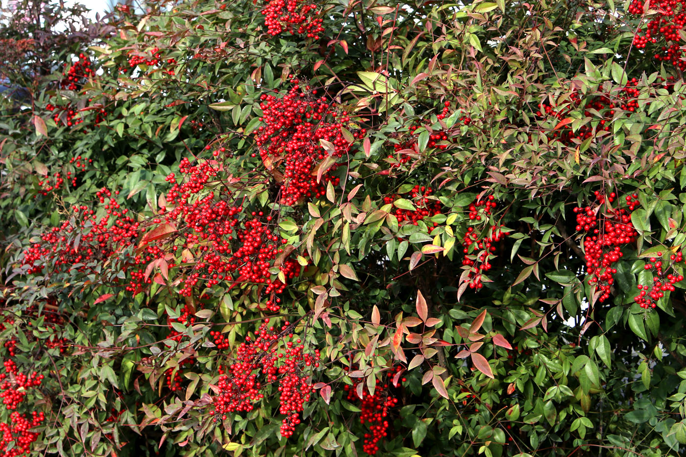 Image of Nandina domestica specimen.