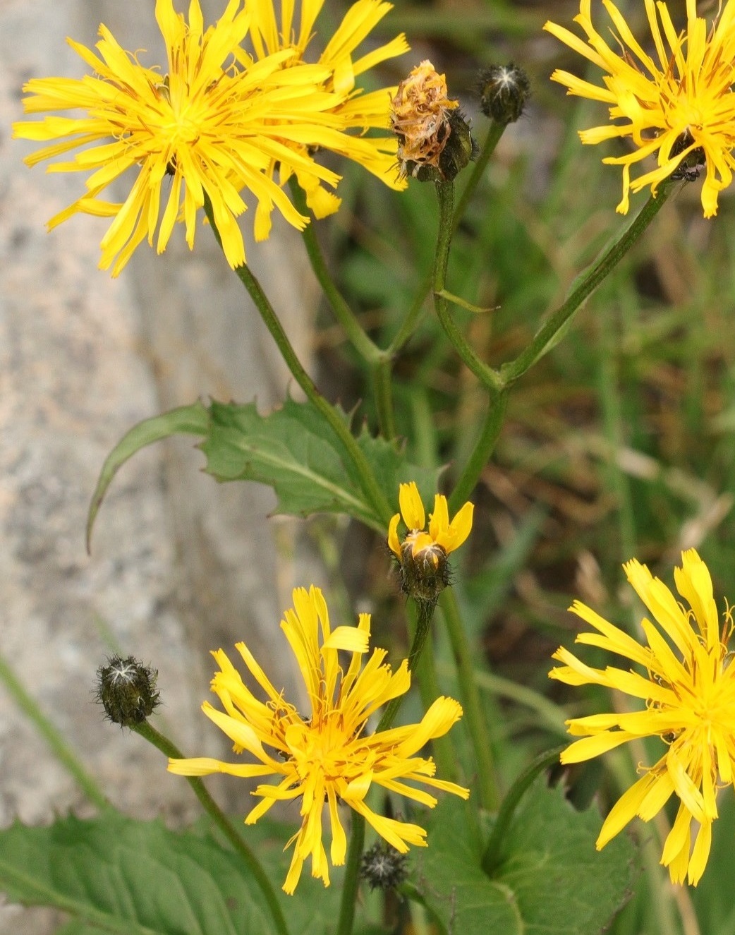 Изображение особи Crepis coreana.