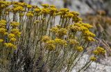 Helichrysum italicum. Верхушки побегов с соцветиями. Португалия, округ Сетубал, п-ов Троя, песчаный пляж. 16.08.2025.