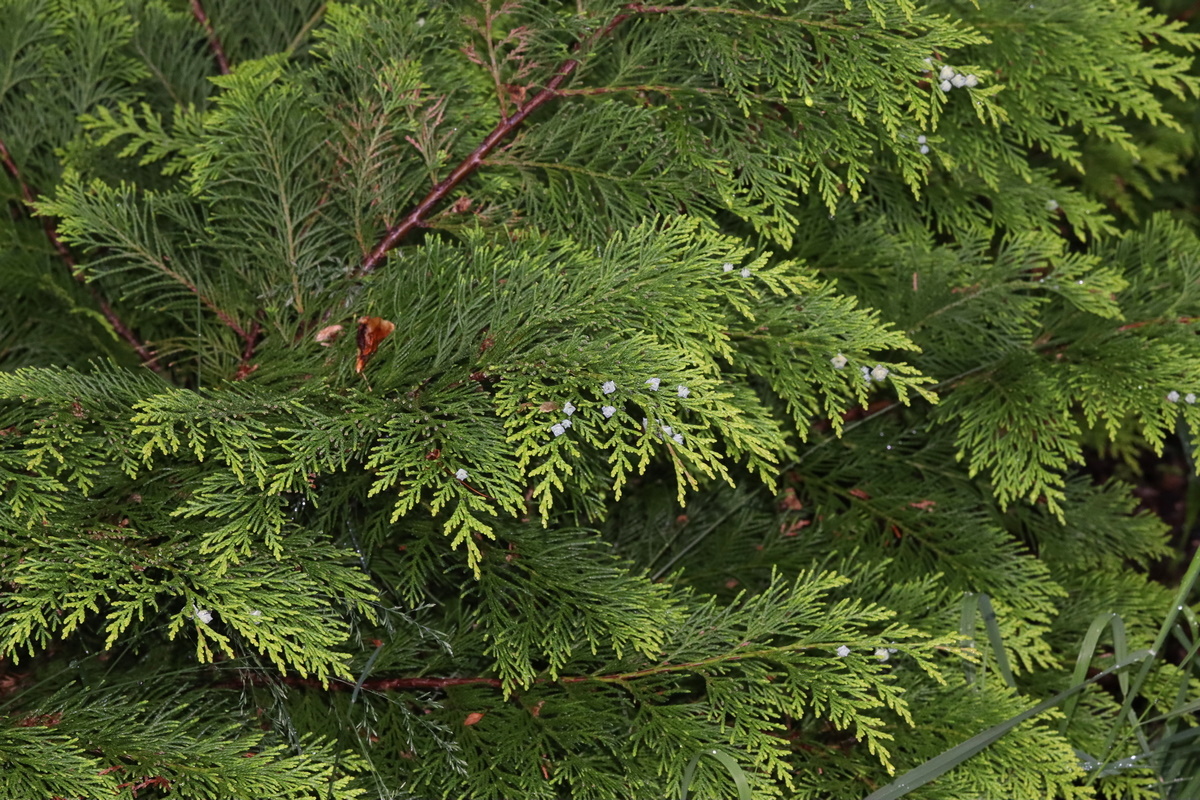 Изображение особи Chamaecyparis obtusa.