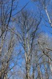 Aesculus hippocastanum. Крона взрослого дерева, выросшего в плотном древостое, с проснувшимися почками. Санкт-Петербург, Дудергофские высоты, лиственный лес. 21.04.2026.