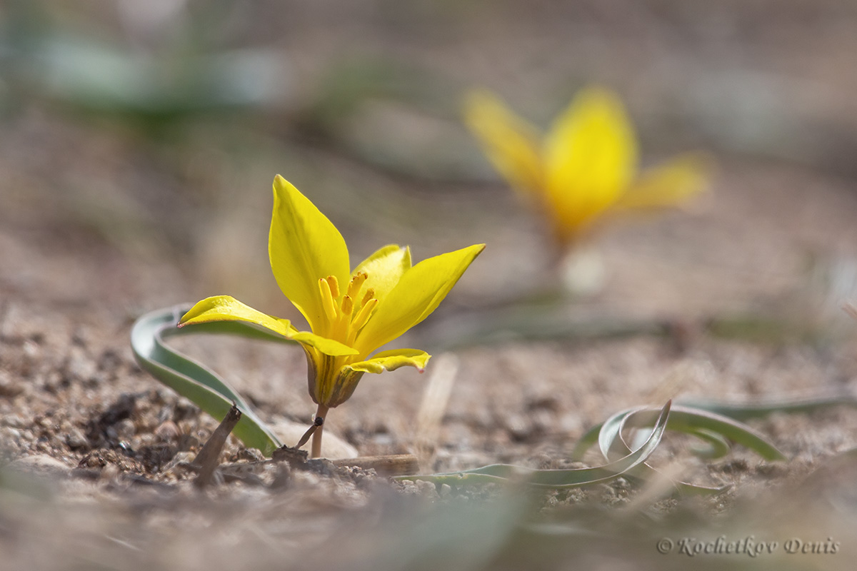 Image of Tulipa uniflora specimen.