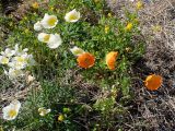 Papaver amurense. Цветущие растения. Хабаровский край, Комсомольский р-н, с. Верхняя Эконь, берег р. Амур, у подножия сопки. 02.06.2026.