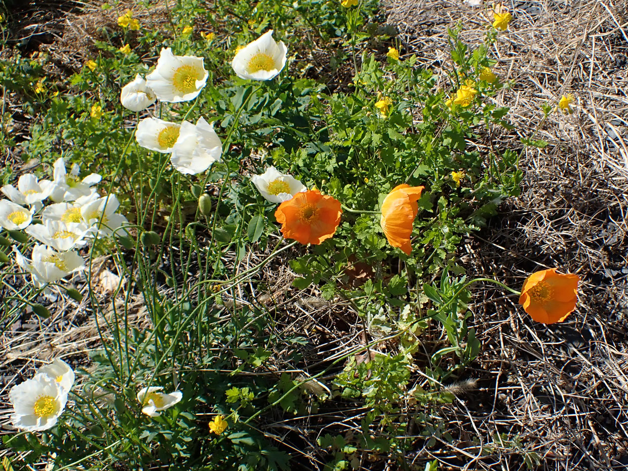 Image of Papaver amurense specimen.