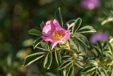 genus Rosa