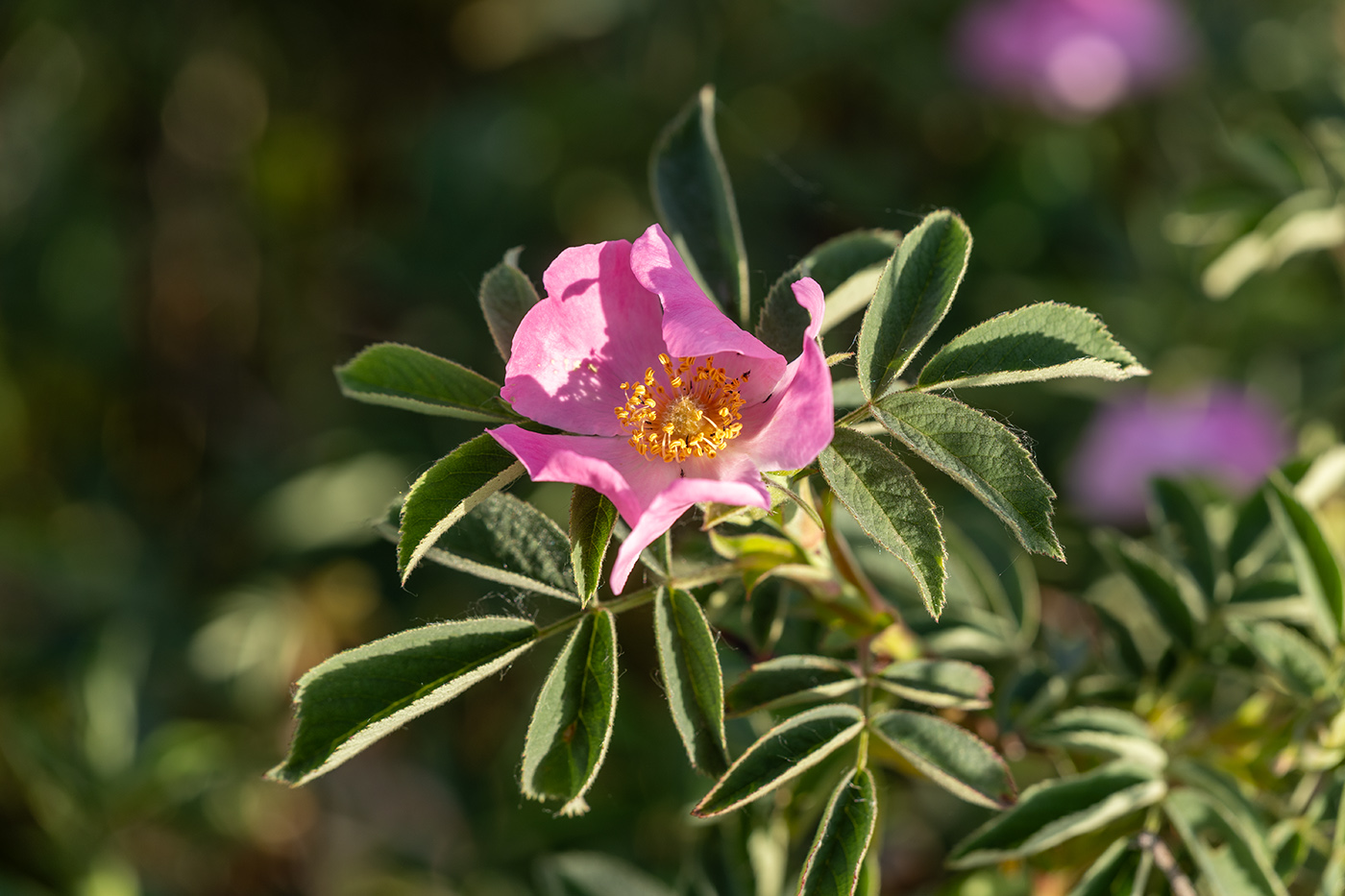 Image of genus Rosa specimen.