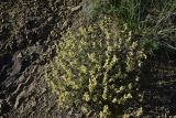 семейство Caryophyllaceae