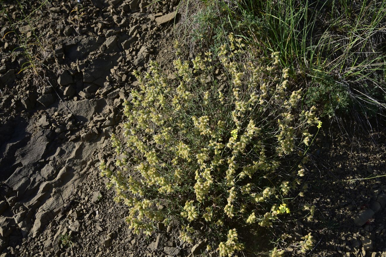 Изображение особи семейство Caryophyllaceae.