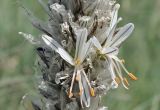 Asphodeline taurica. Цветки. Крым, г. Симферополь, окр. мкр-на Пневматика, куэста, поляна. 21.05.2026.