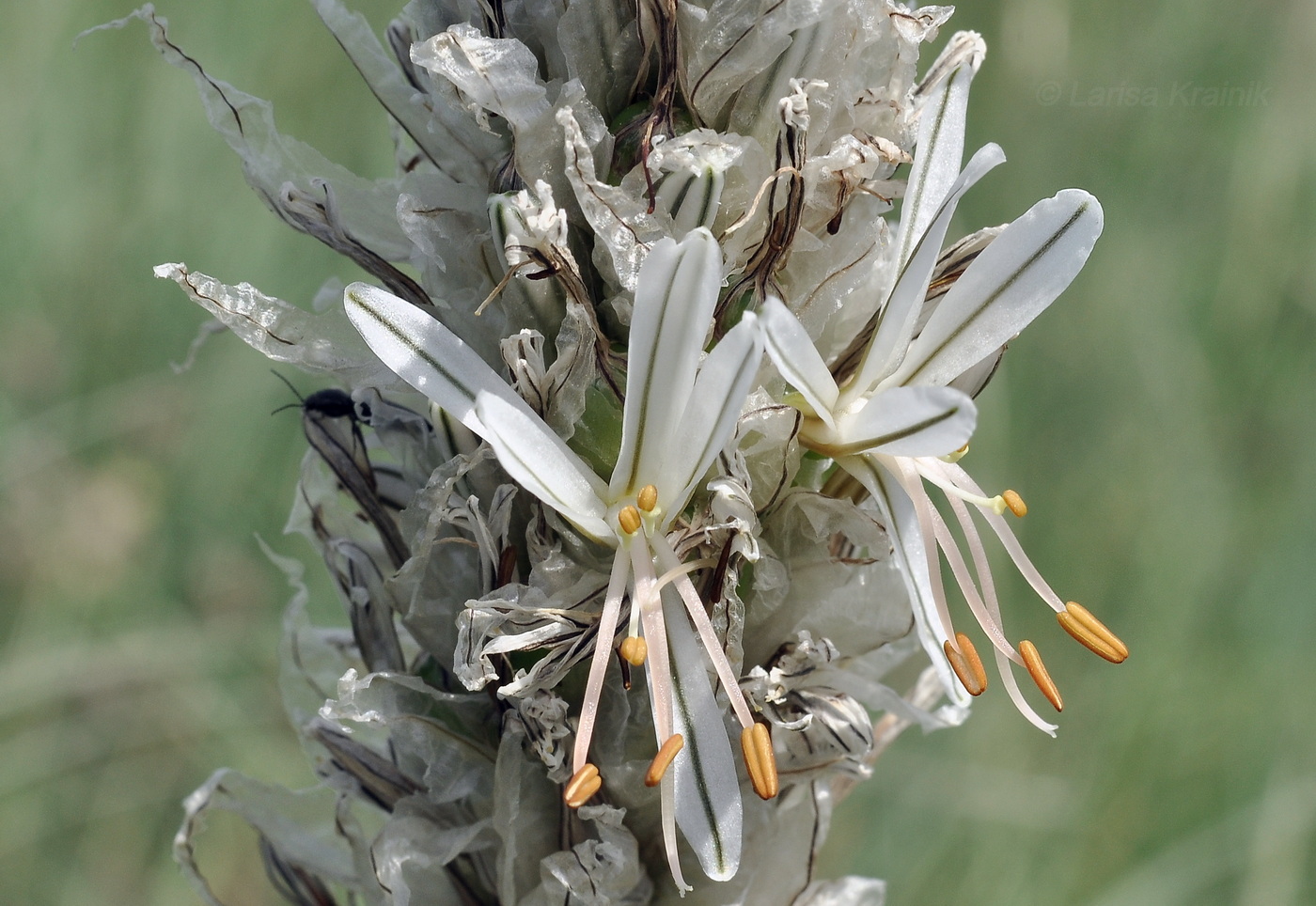 Изображение особи Asphodeline taurica.