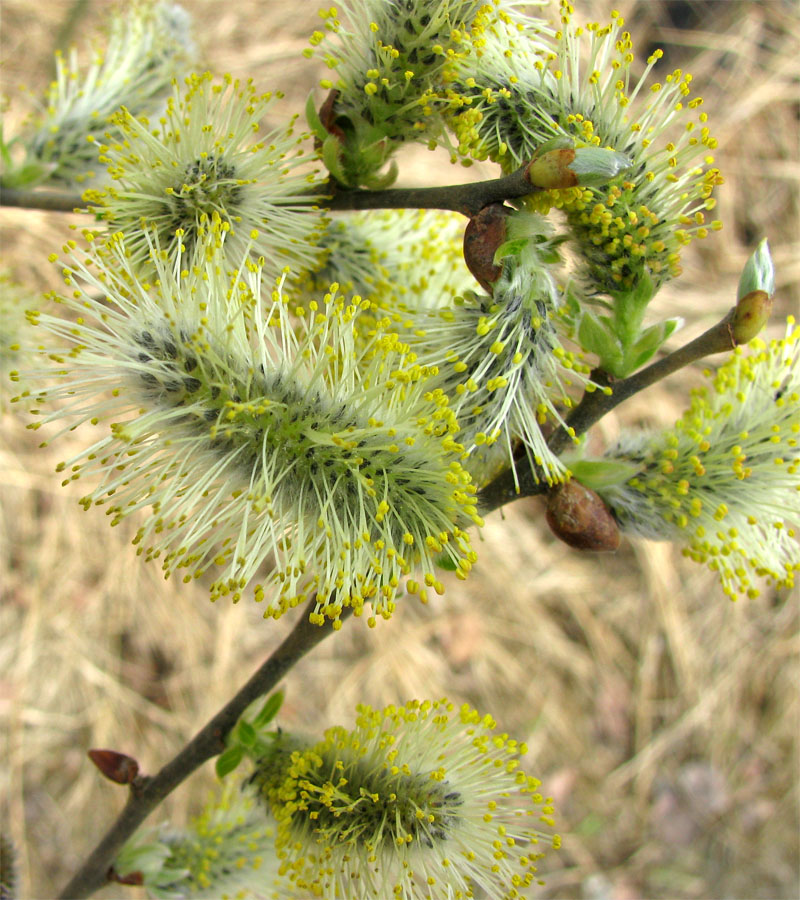 Image of Salix cinerea specimen.