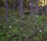 Ledum palustre. Цветущие растения. Карелия, Беломорск, Залавруга, смешанный лес с преобладанием ели (Picea). 08.06.2026.