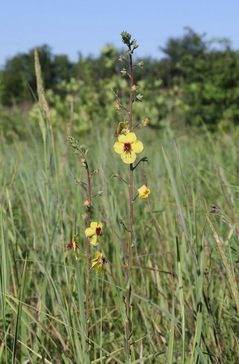 Image of Verbascum blattaria specimen.