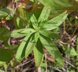 Oenothera rubricaulis. Верхушка бокового побега. Калининградская обл., г. Светлогорск, край поля. 27.07.2025.