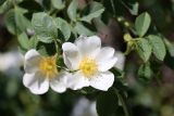 Rosa canina. Цветки. Узбекистан, Джизакская обл., хр. Нуратау, гора Койташ, басс. р. Койташ, верховья Койташсая., ок. 1210 м н.у.м. 14.05.2025.