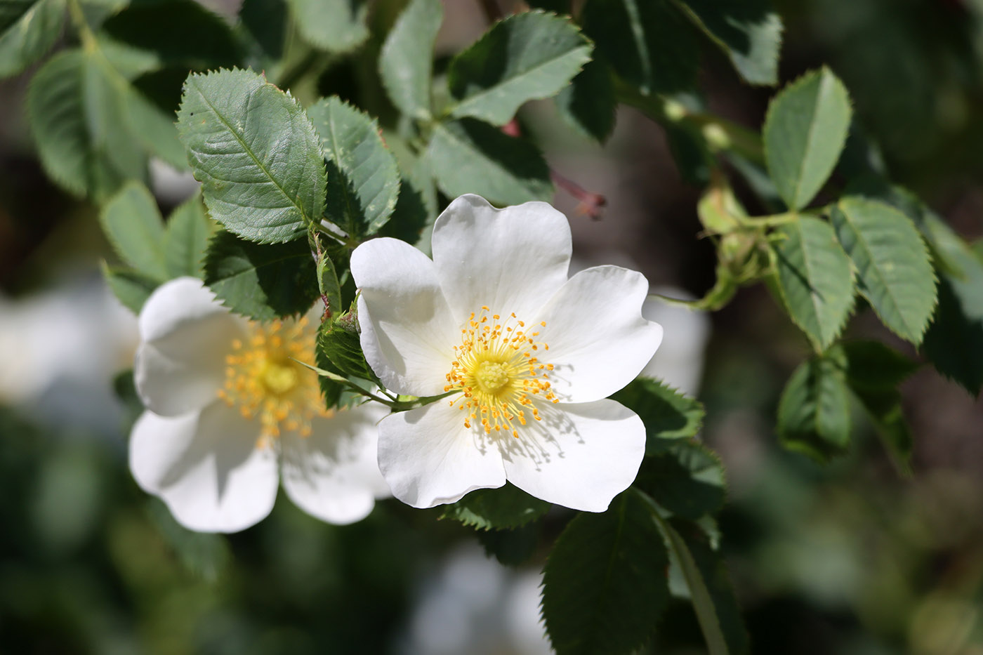 Image of Rosa canina specimen.