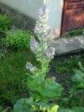 Salvia sclarea