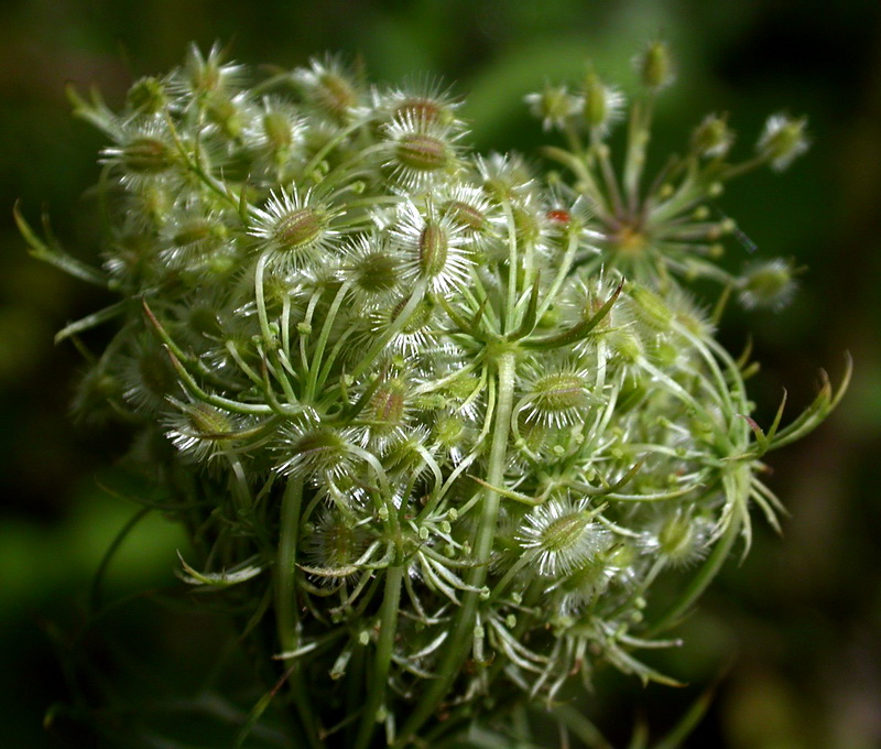 Изображение особи Daucus carota.