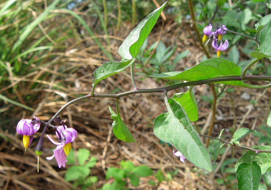 Image of Solanum dulcamara specimen.