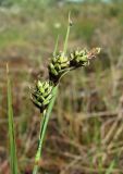 Carex paupercula