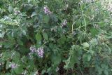 Ballota nigra