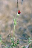 Papaver pavoninum