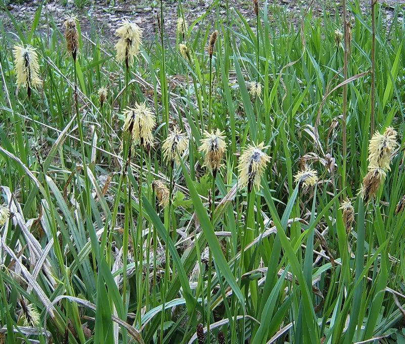 Изображение особи Carex pilosa.