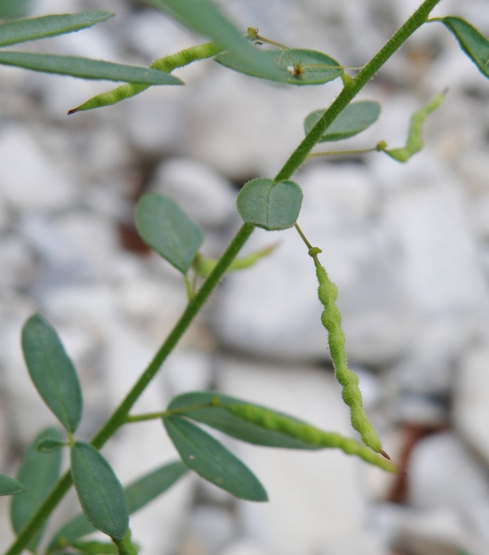 Изображение особи Cleome circassica.