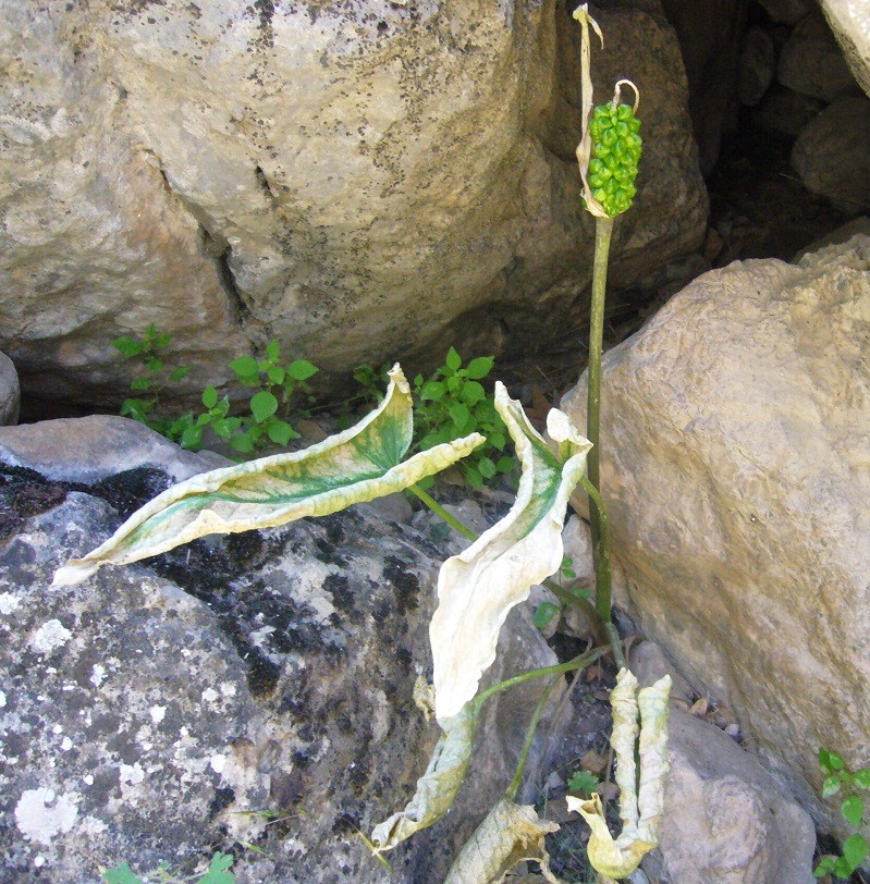 Изображение особи Arum jacquemontii.