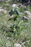 genus Astragalus